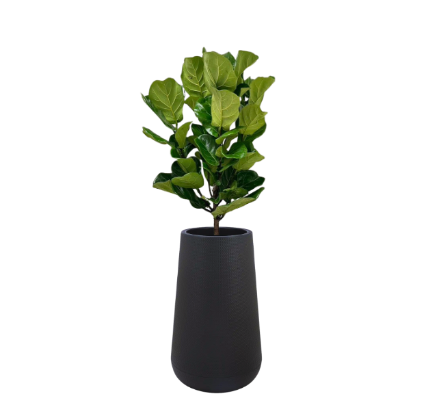 Fiddle Fig with Polymer planter