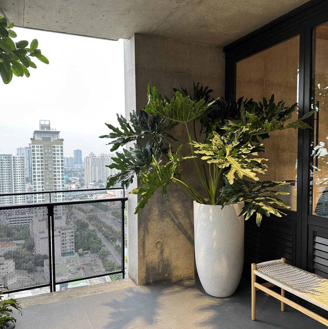 Philodendron Selloum with fiber clay planter