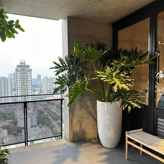 Philodendron Selloum with fiber clay planter