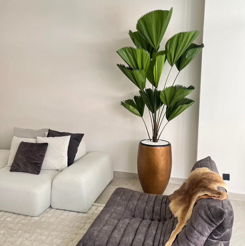 Giant Fan Palm with golden fiberglass planter