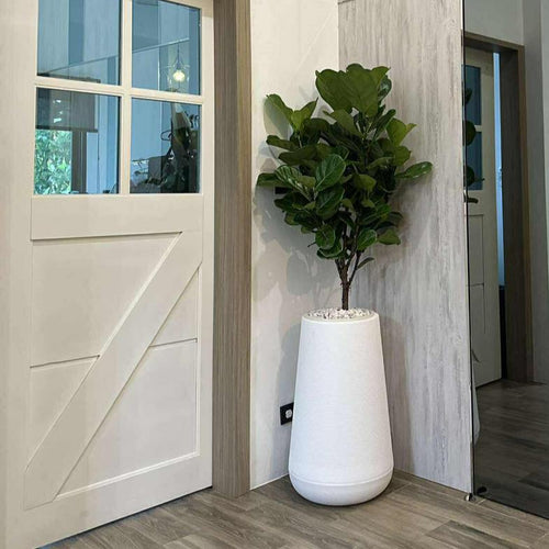 Fiddle Fig with Polymer planter