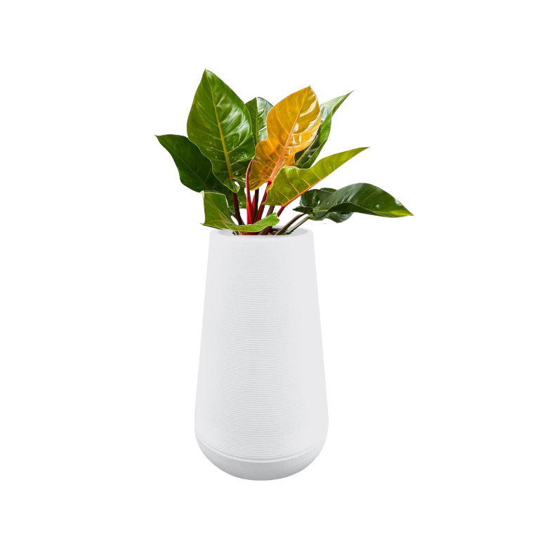 Cherry Red Philodendron