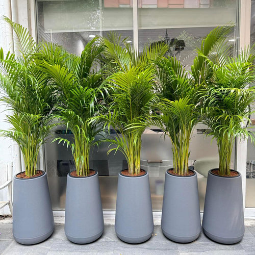 QUINTET- Areca Palm with polymer planter
