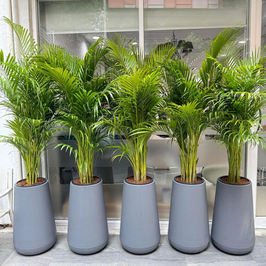 QUINTET- Areca Palm with polymer planter
