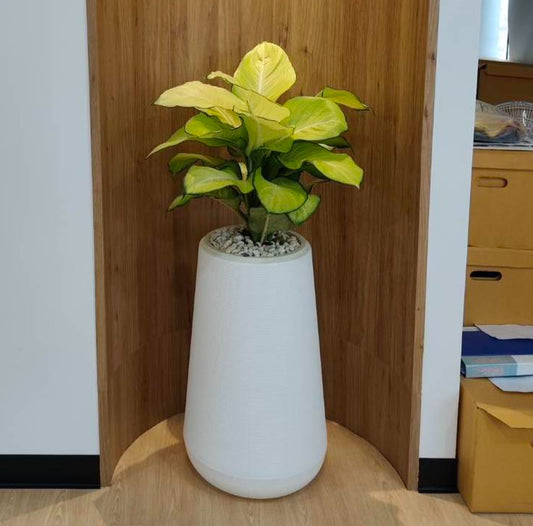 Agloanema with polymer planter