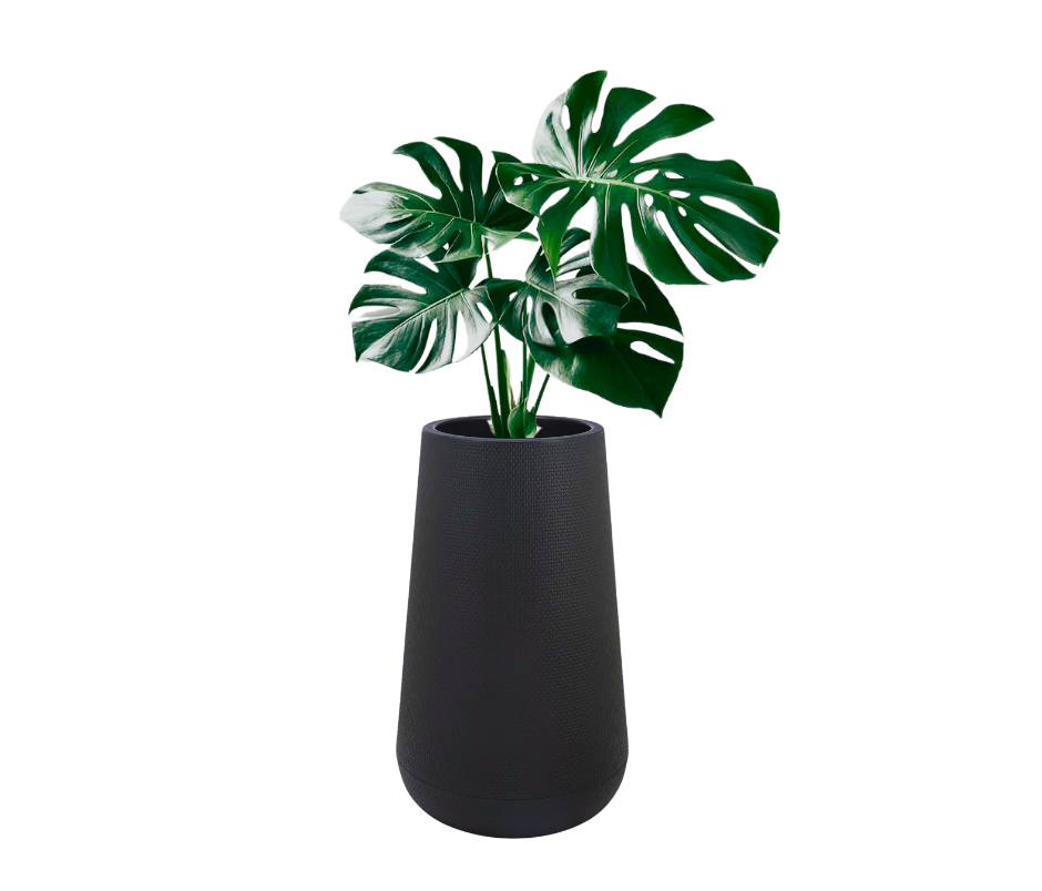Monstera in polymer planter