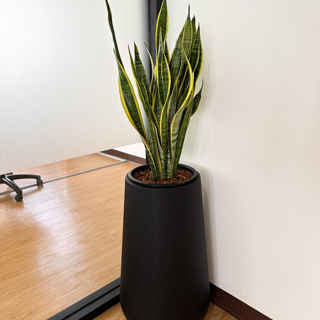 Sansevieria (Snake Plant) in polymer planter
