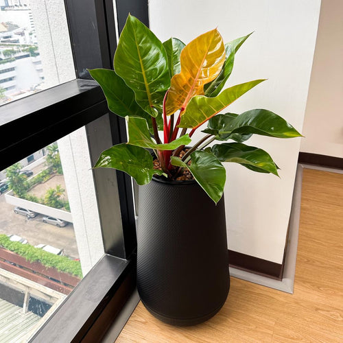 Cherry Red Philodendron