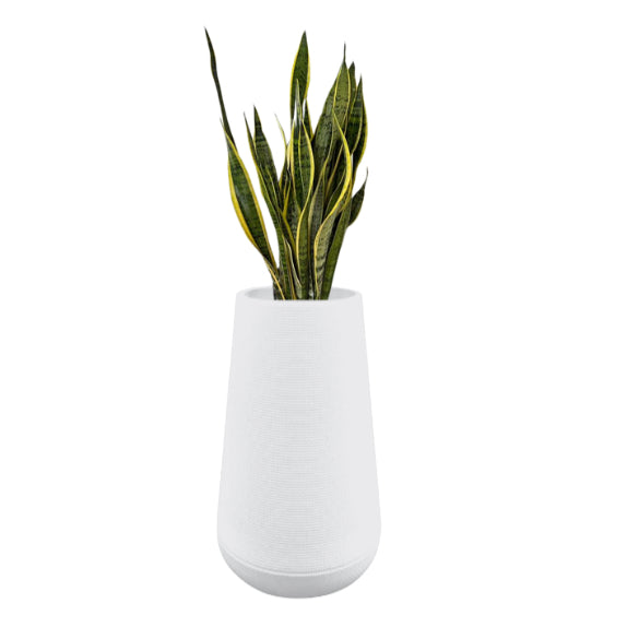 Sansevieria (Snake Plant) in polymer planter