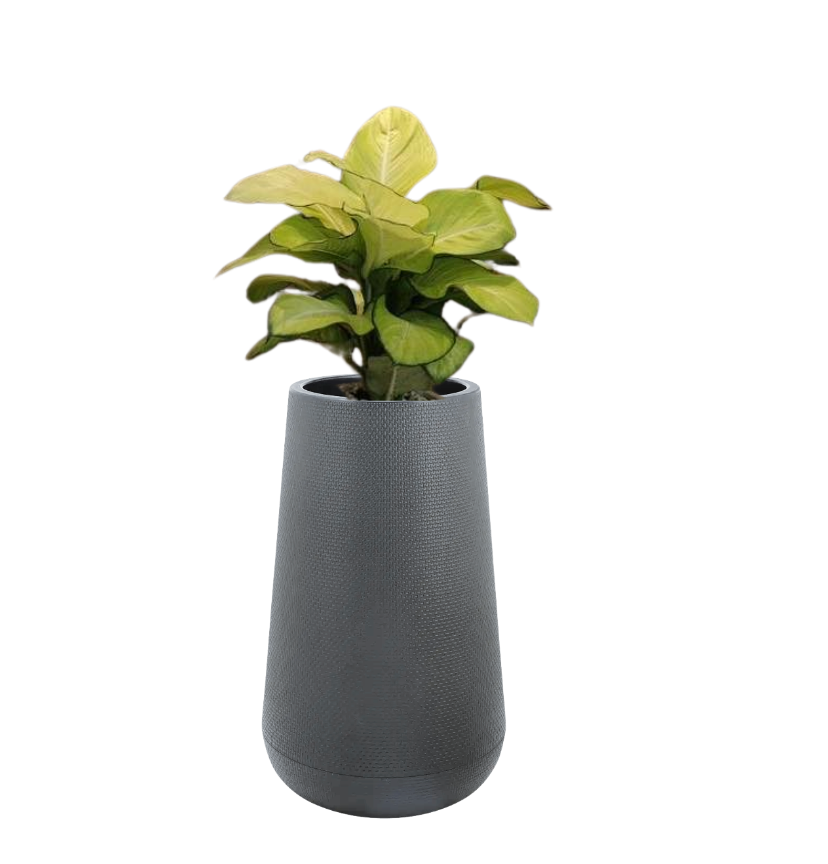 Agloanema with polymer planter