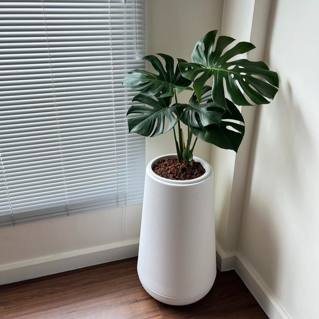 Monstera in polymer planter