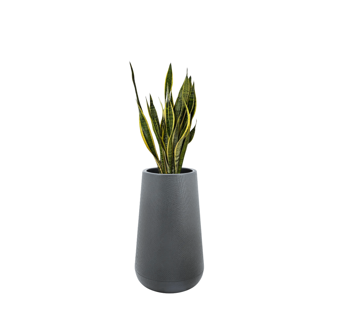 Sansevieria (Snake Plant) in polymer planter